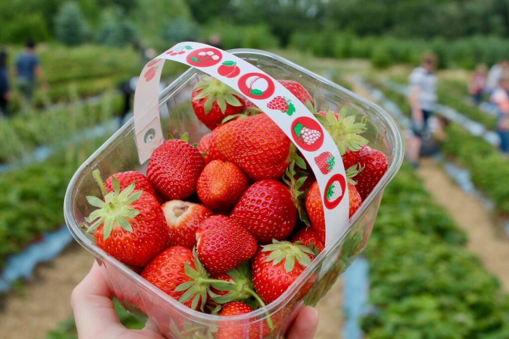 Strawberry Picking